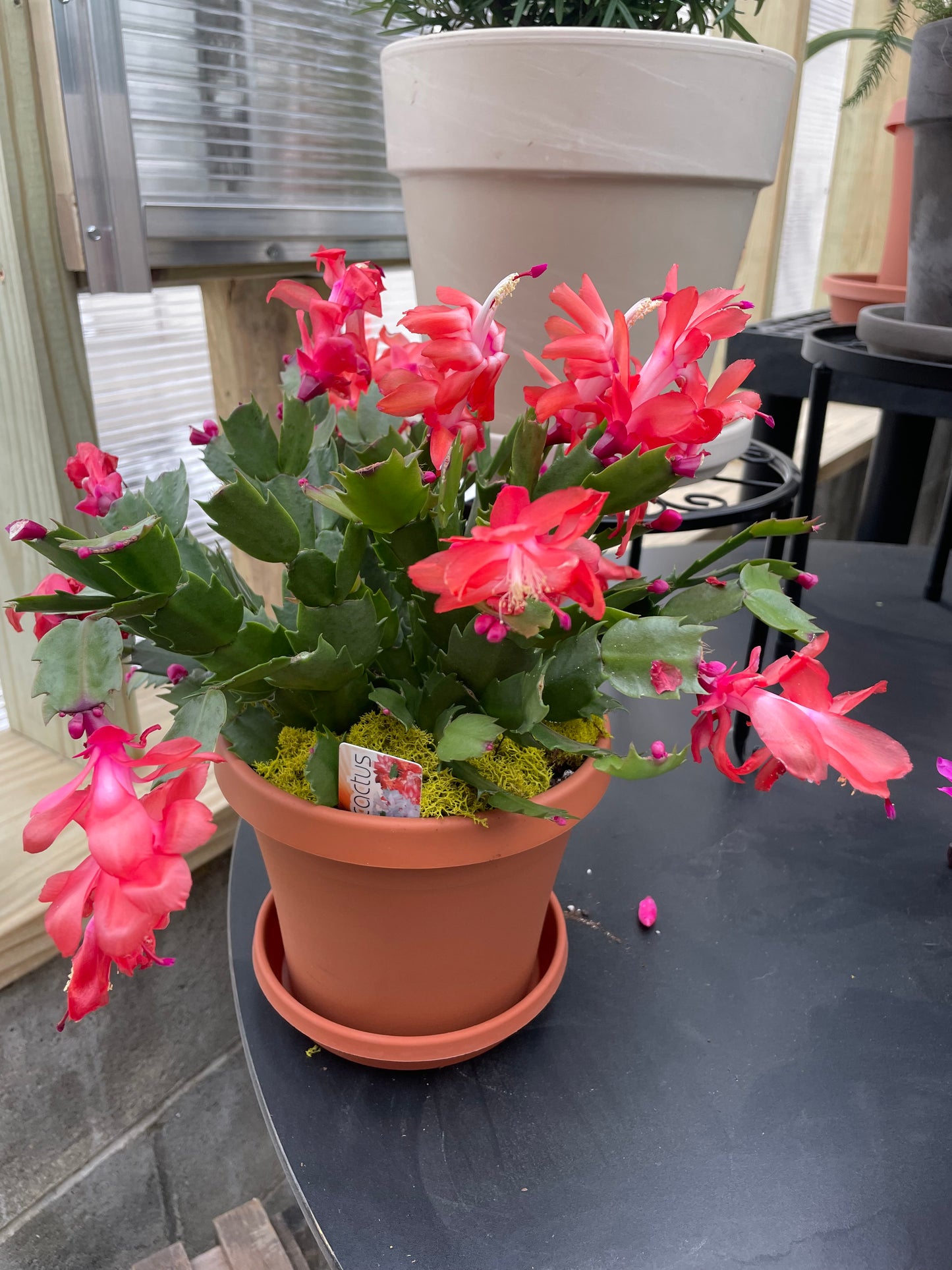 Christmas Cactus (6")