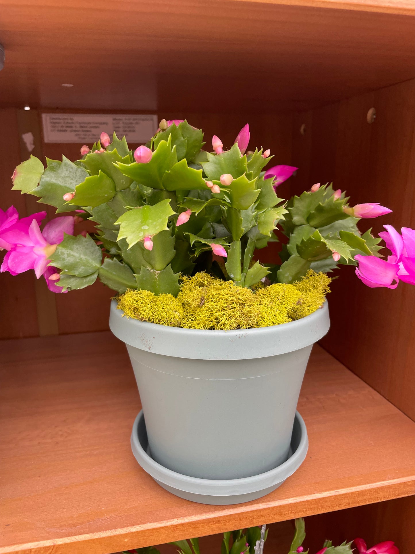 Christmas Cactus (6")