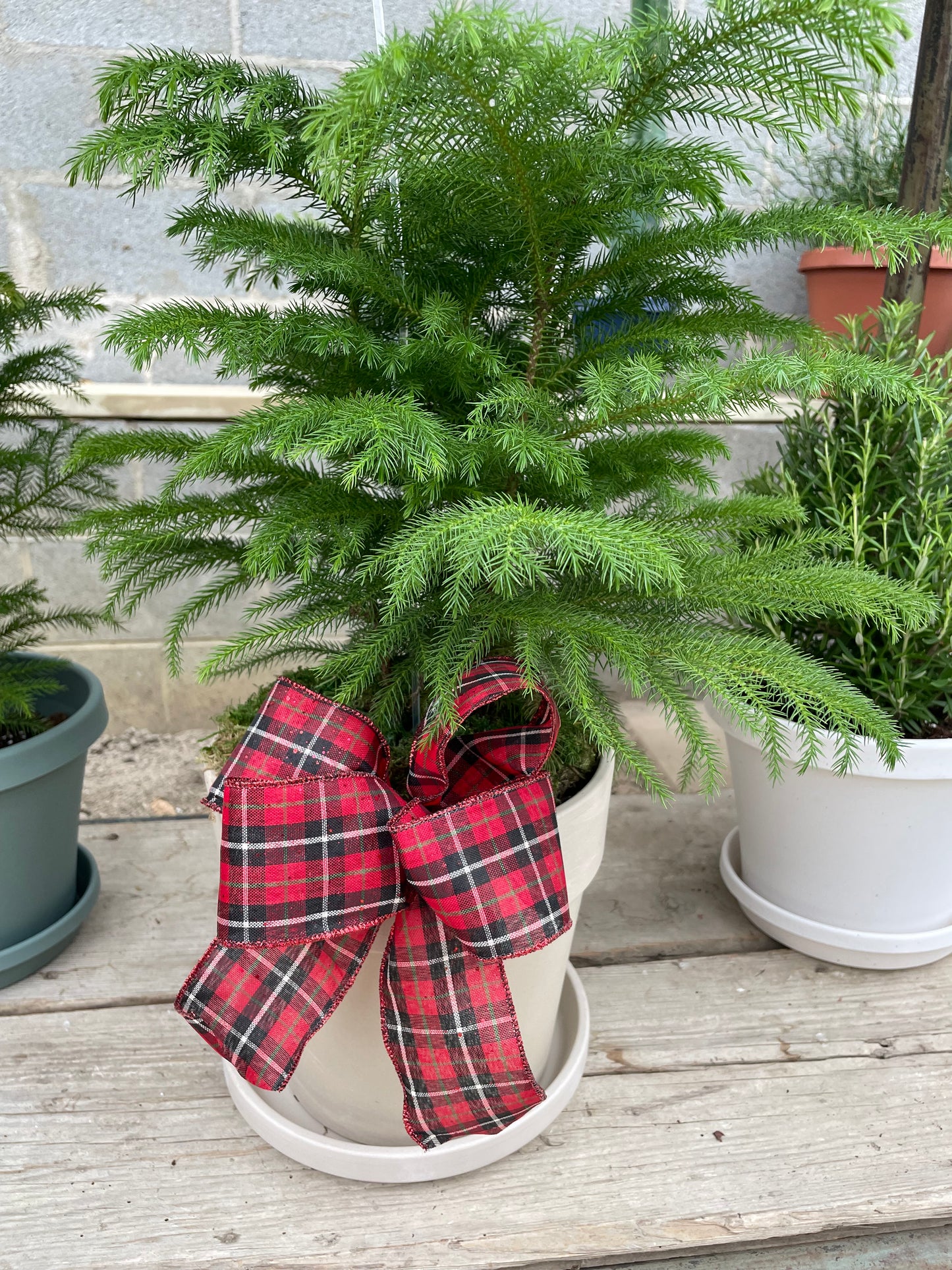 Norfolk Island Pine (6")