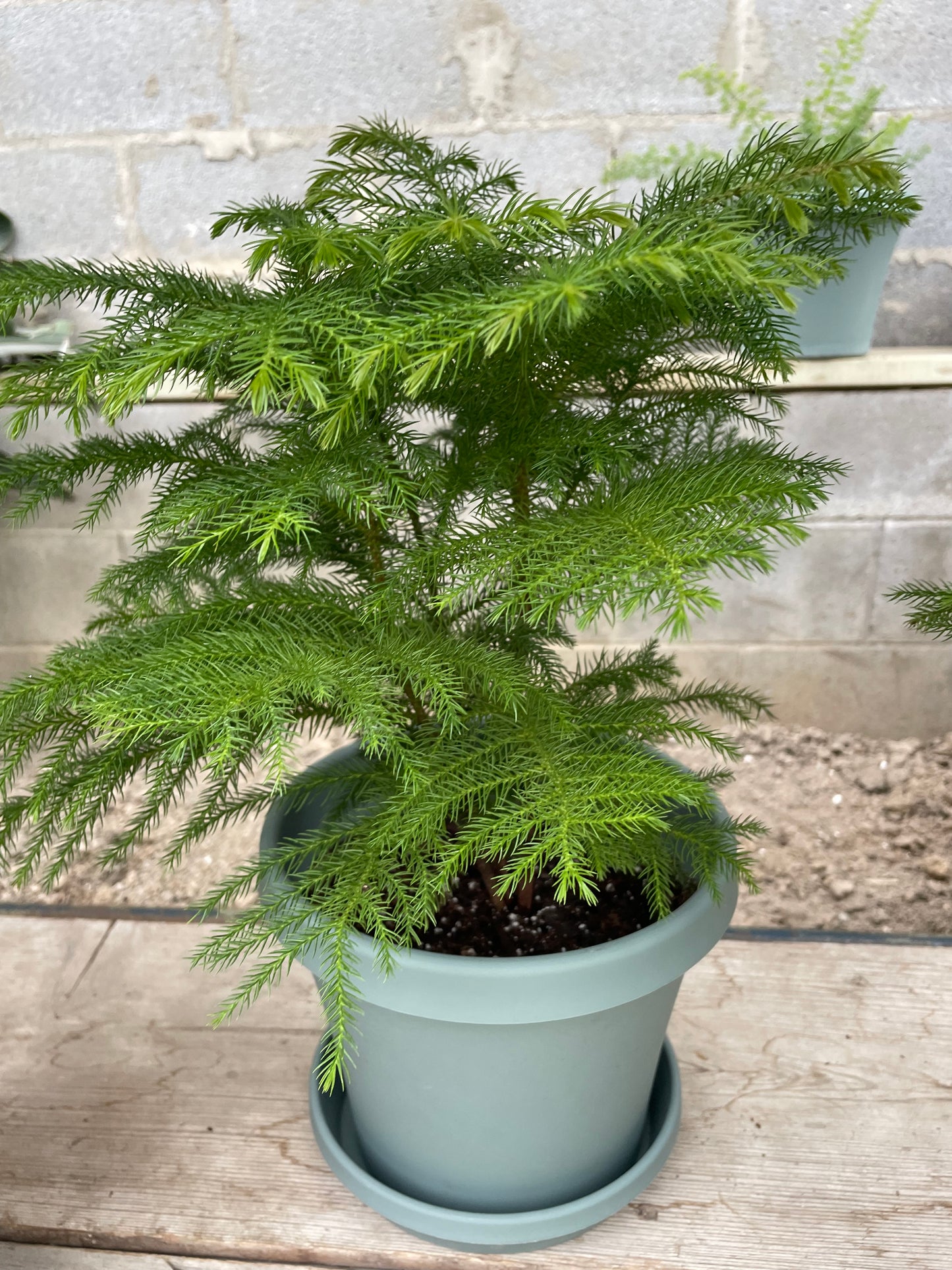 Norfolk Island Pine (6")