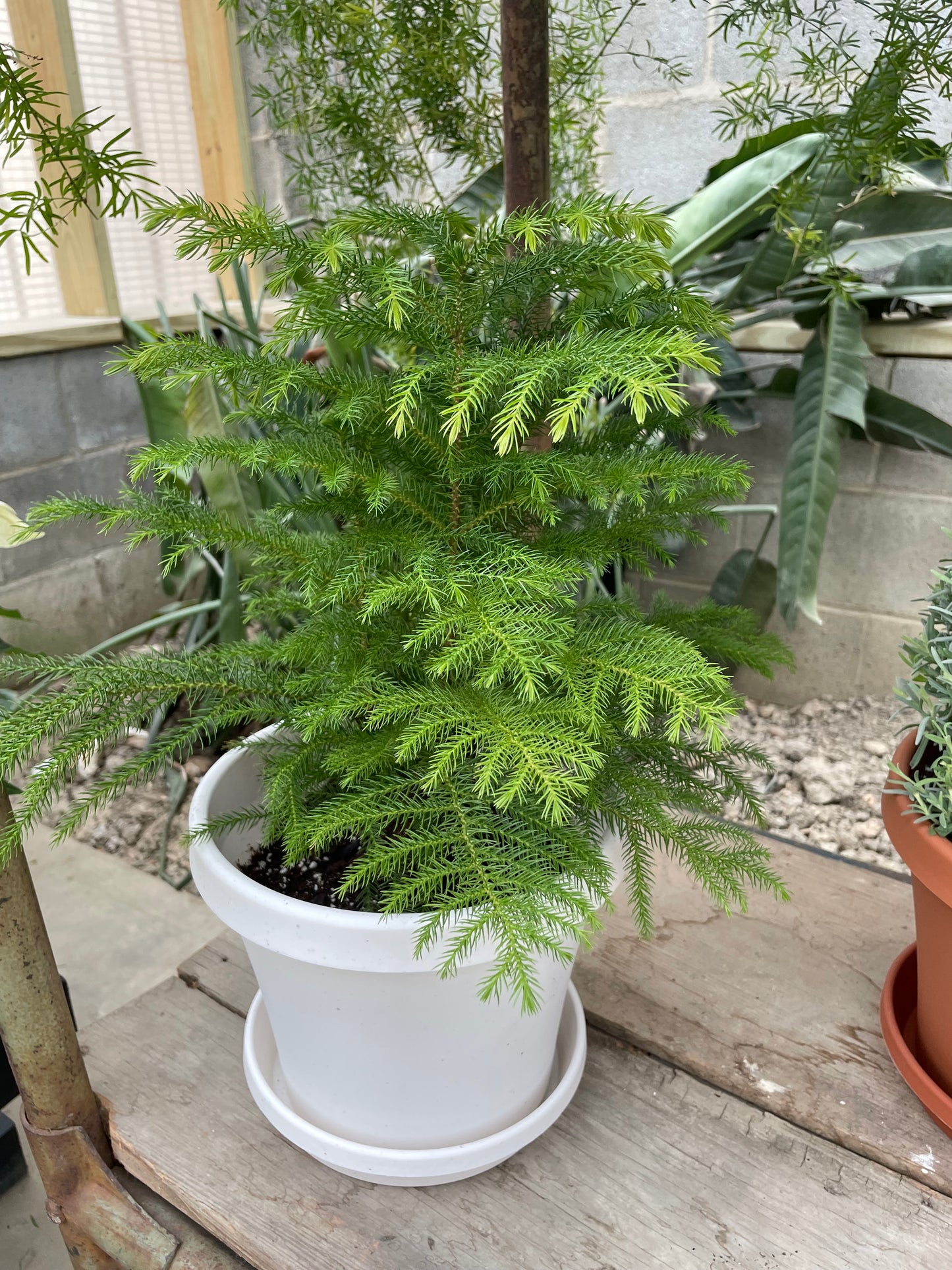 Norfolk Island Pine (6")