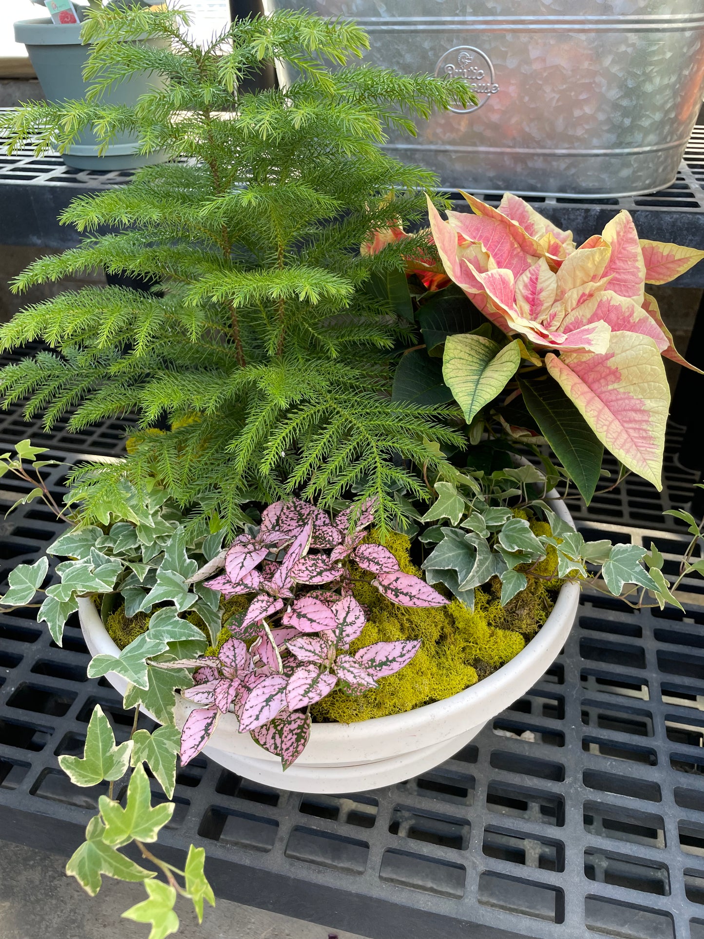 Large Christmas Dish Garden