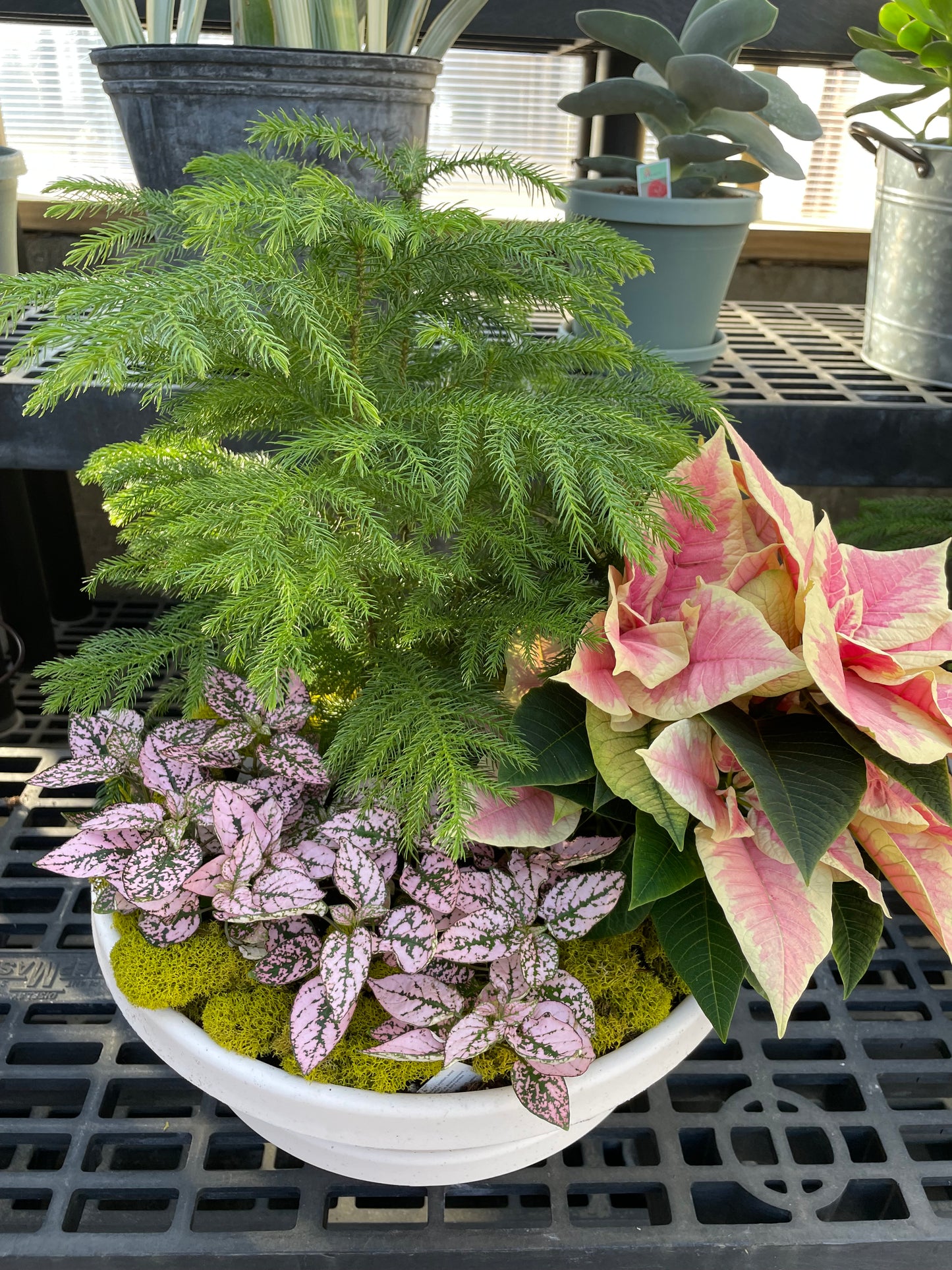 Large Christmas Dish Garden