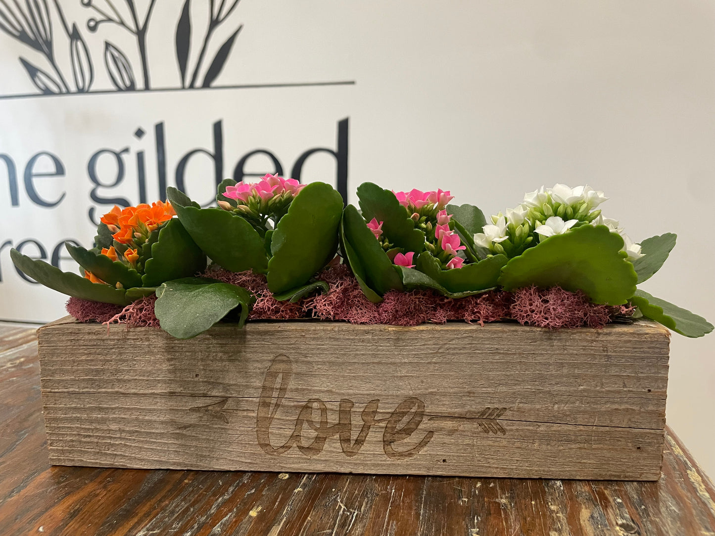 Mini Kalanchoe Love box