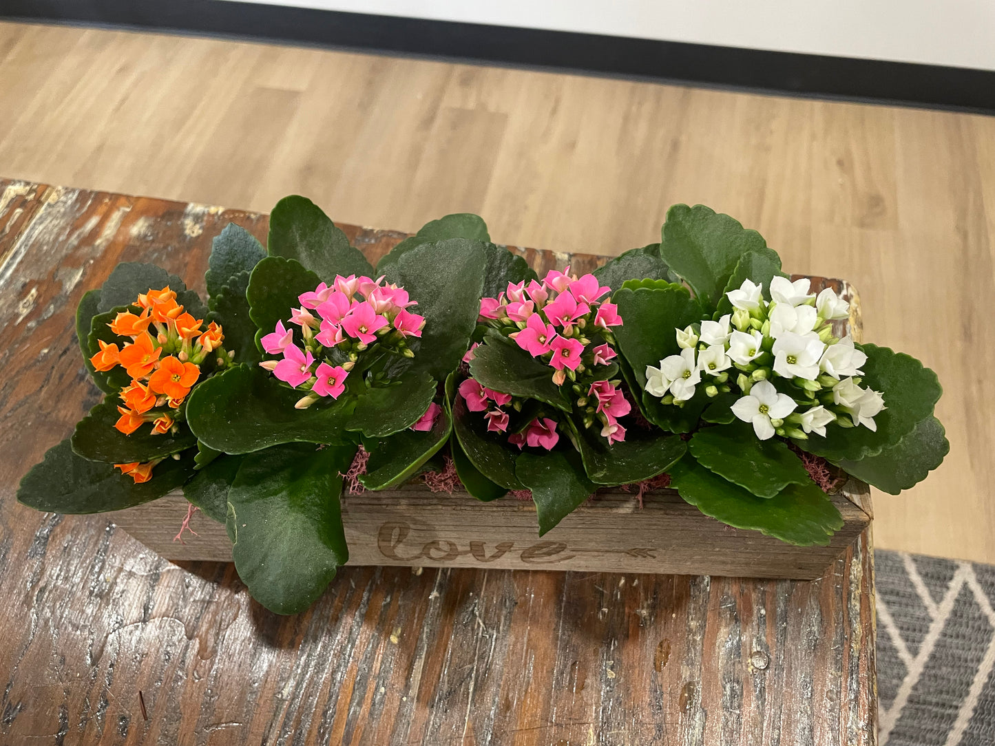 Mini Kalanchoe Love box