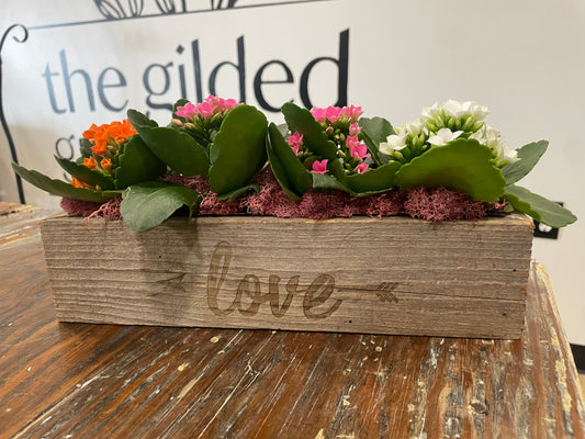 Mini Kalanchoe Love box