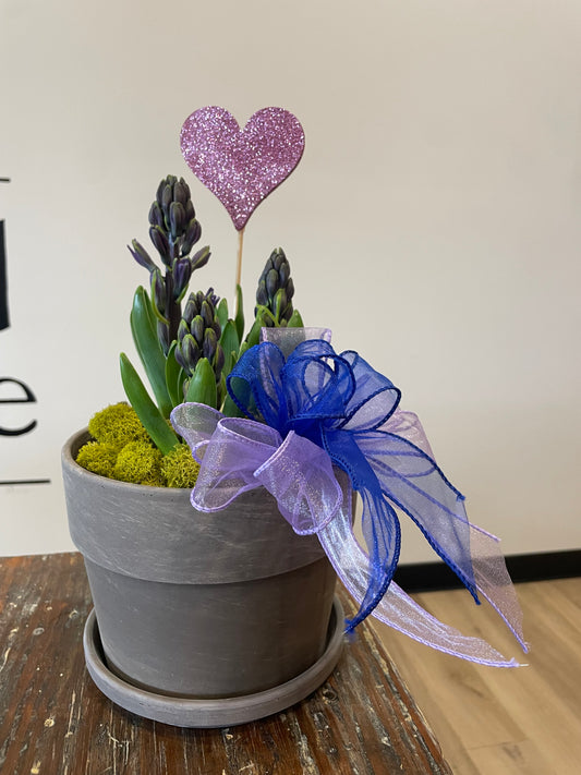 Hyacinth Bulb Garden (Pink or Blue)