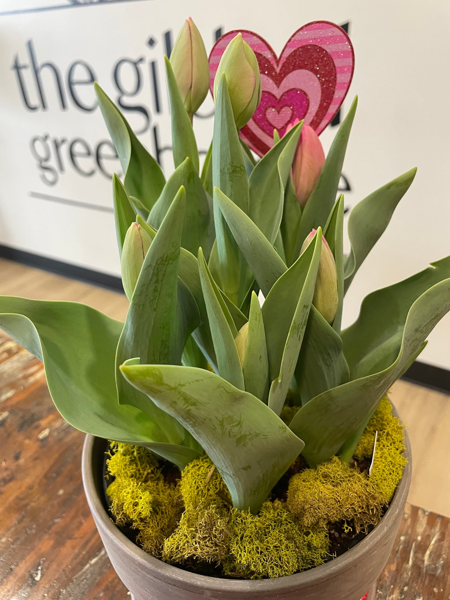 Pink Tulip Bulb Garden