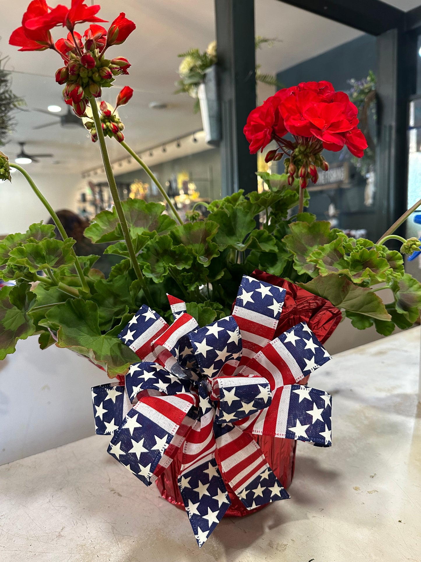 8" Geranium wrapped with bow