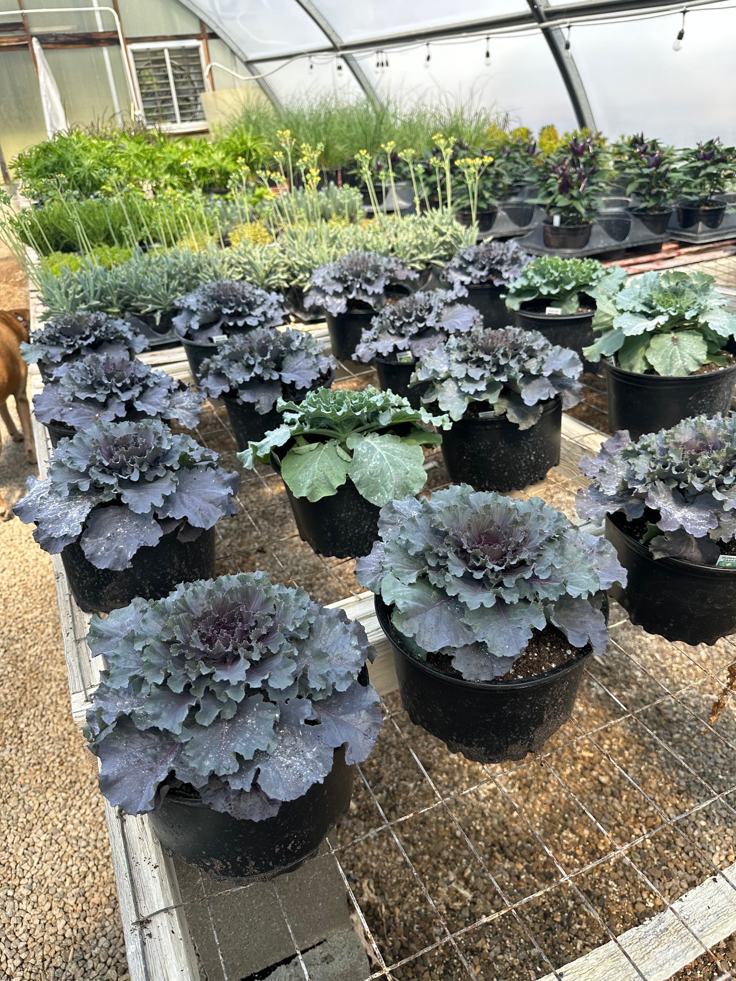 Ornamental Cabbage