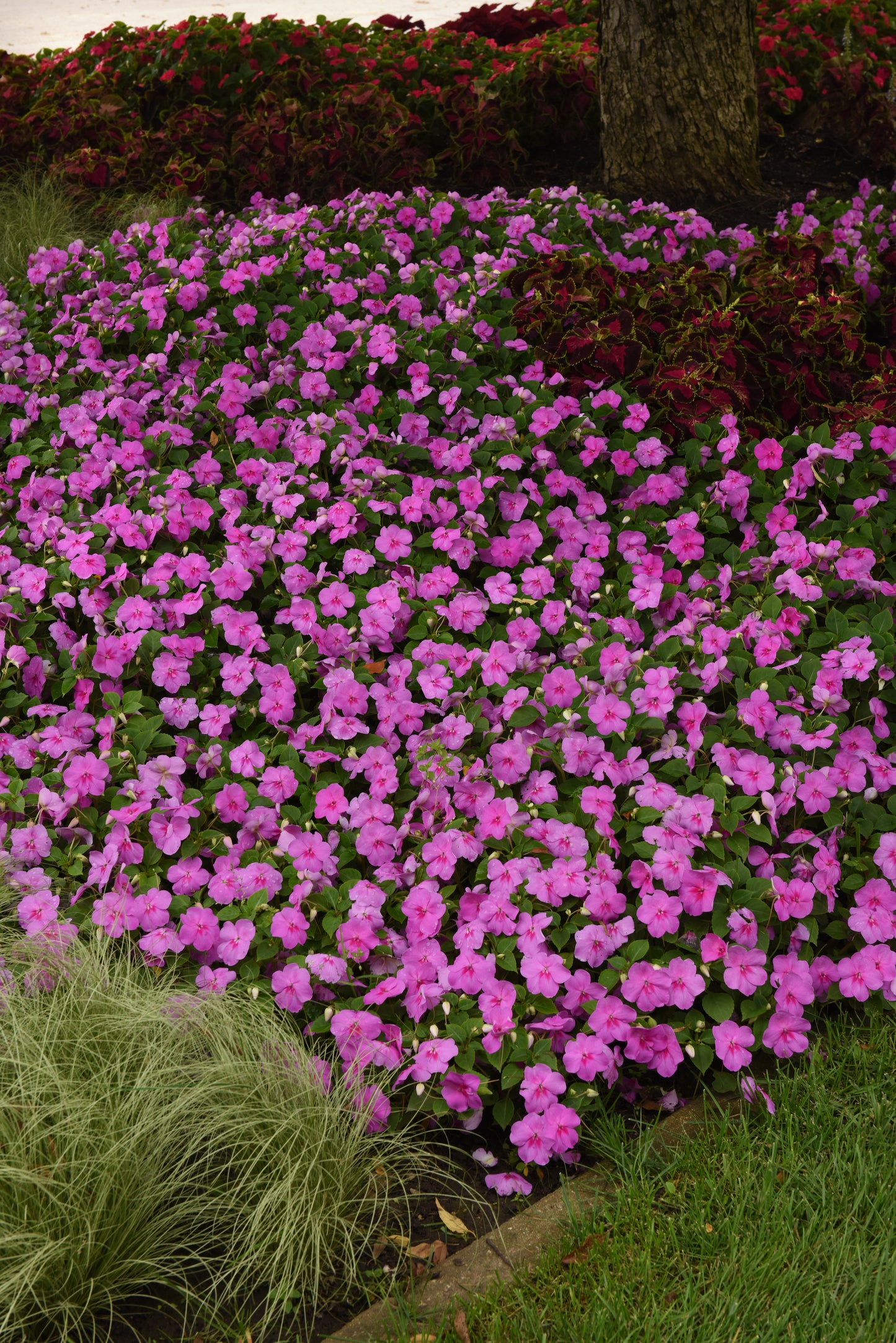 Impatiens Blue Pearl (3-pack)