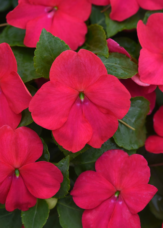 Impatiens Lipstick (3-pack)