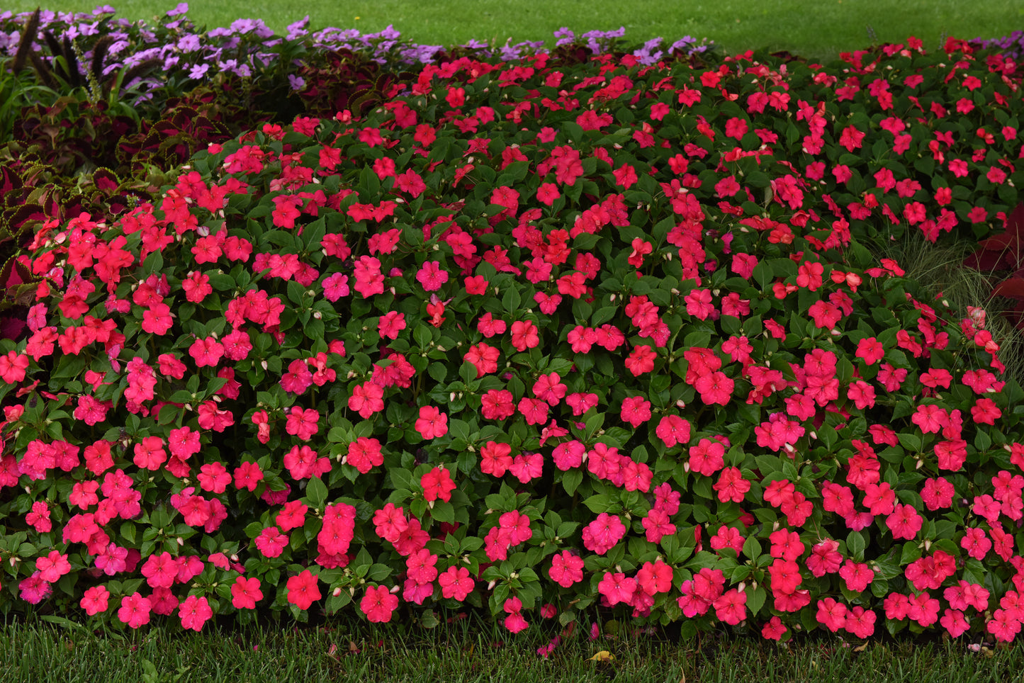 Impatiens Lipstick (3-pack)