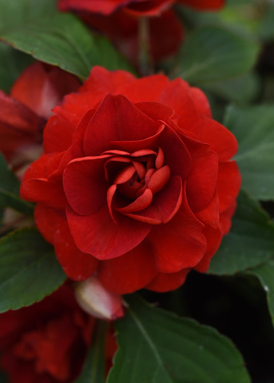 Double Impatiens Glimmer Dark Red (5" orange pot)