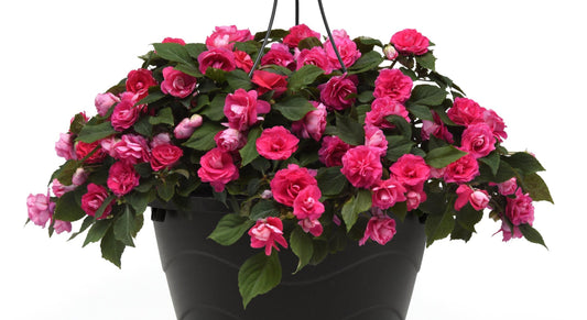 Double Impatiens Glimmer Hot Pink (5" orange pot)