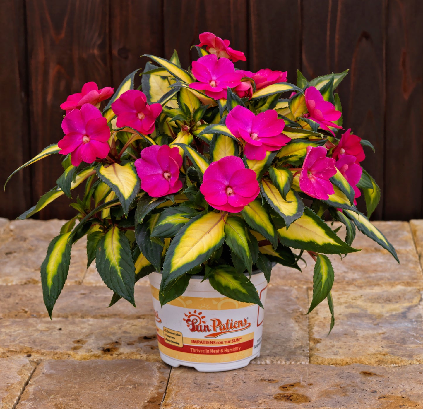 SunPatiens® Compact Tropical Rose (5" pot)