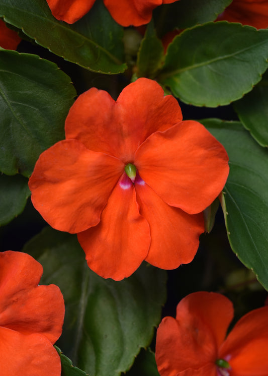 Impatiens Orange (3-pack)
