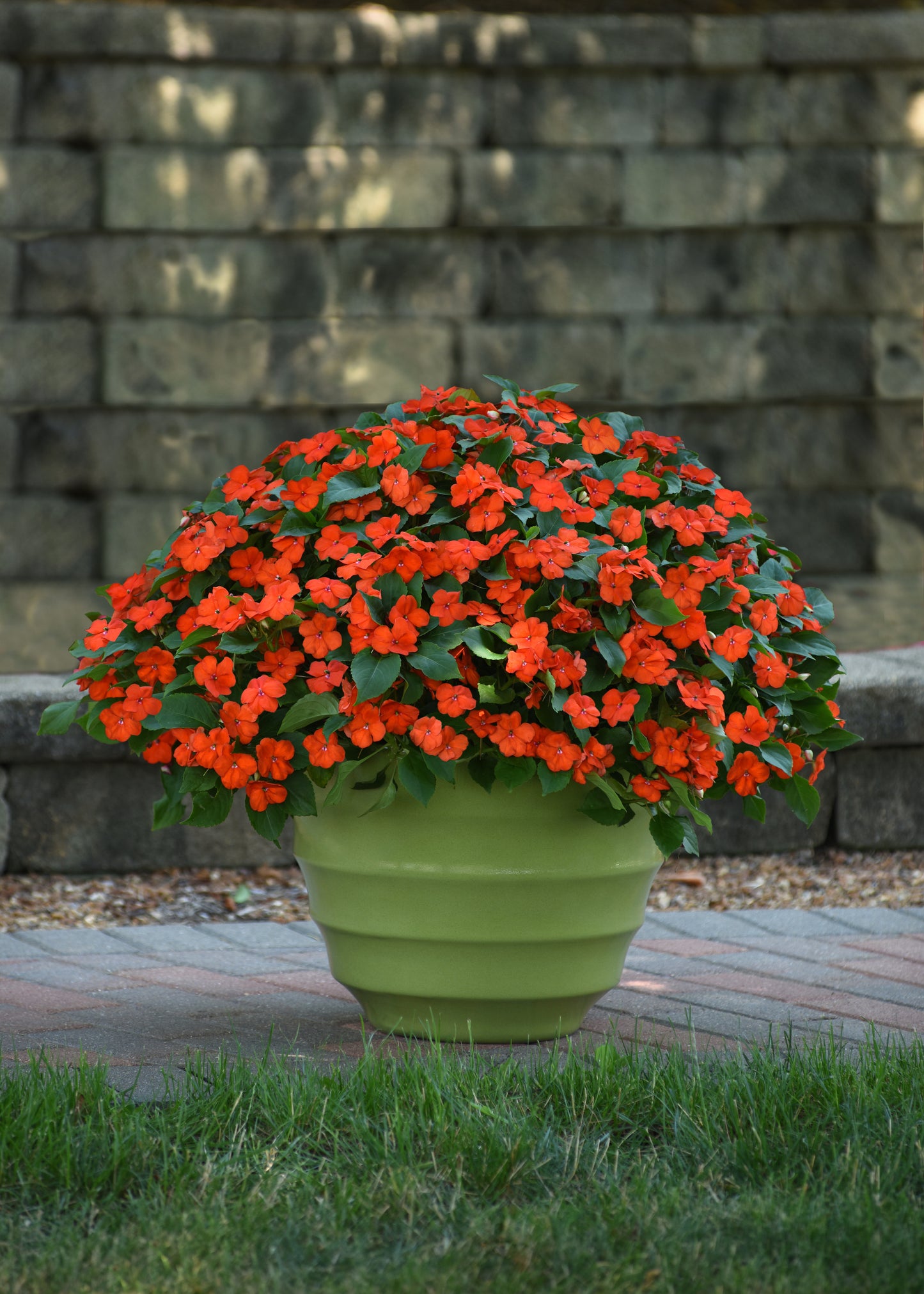 Impatiens Orange (3-pack)