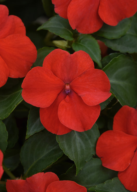 Impatiens Red (3-pack)