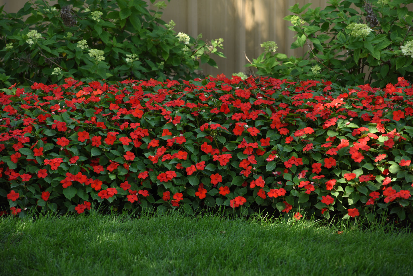 Impatiens Red (3-pack)