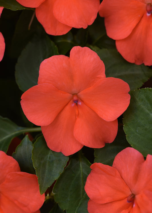 Impatiens Salmon (3-pack)