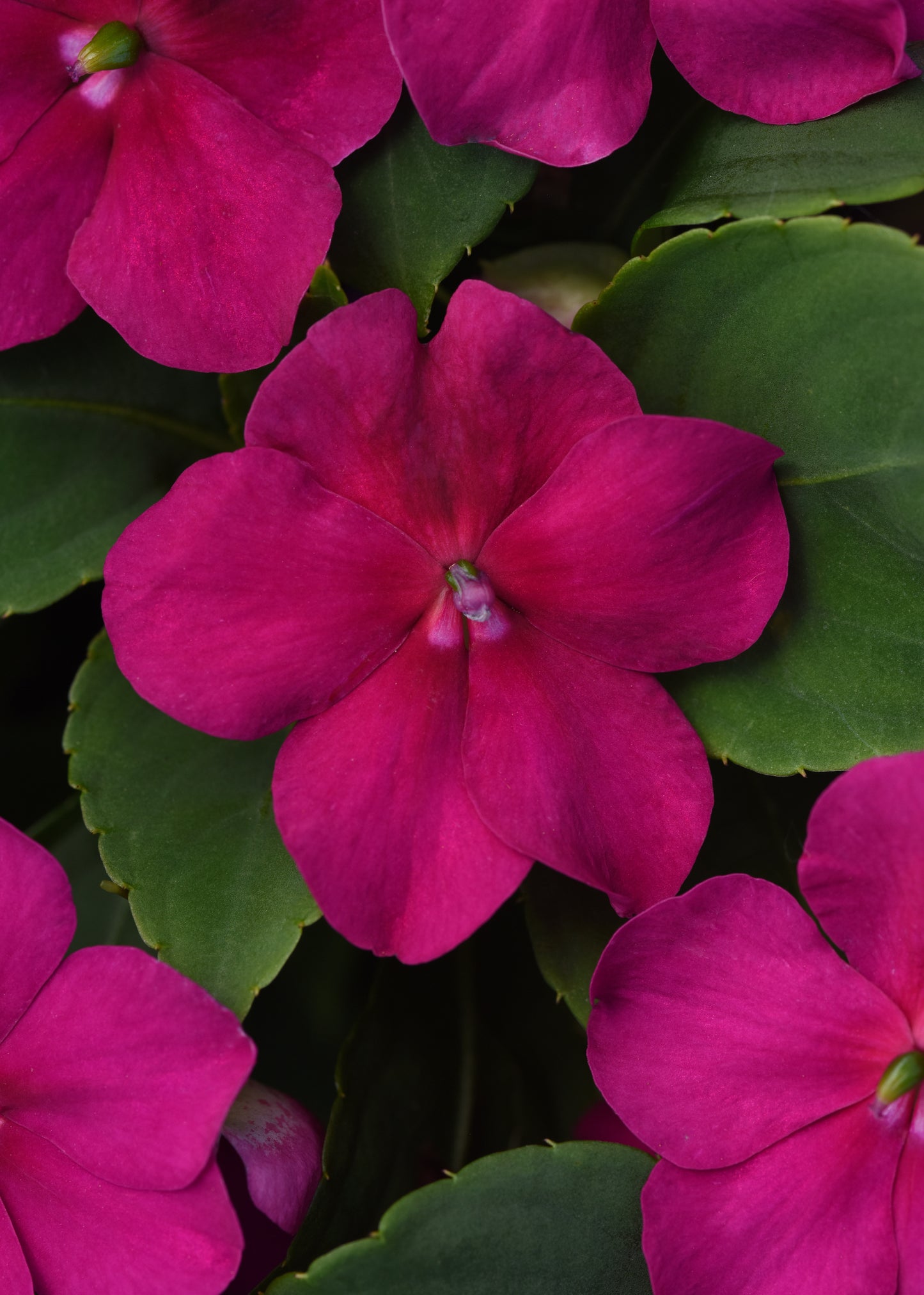Impatiens Violet (3-pack)
