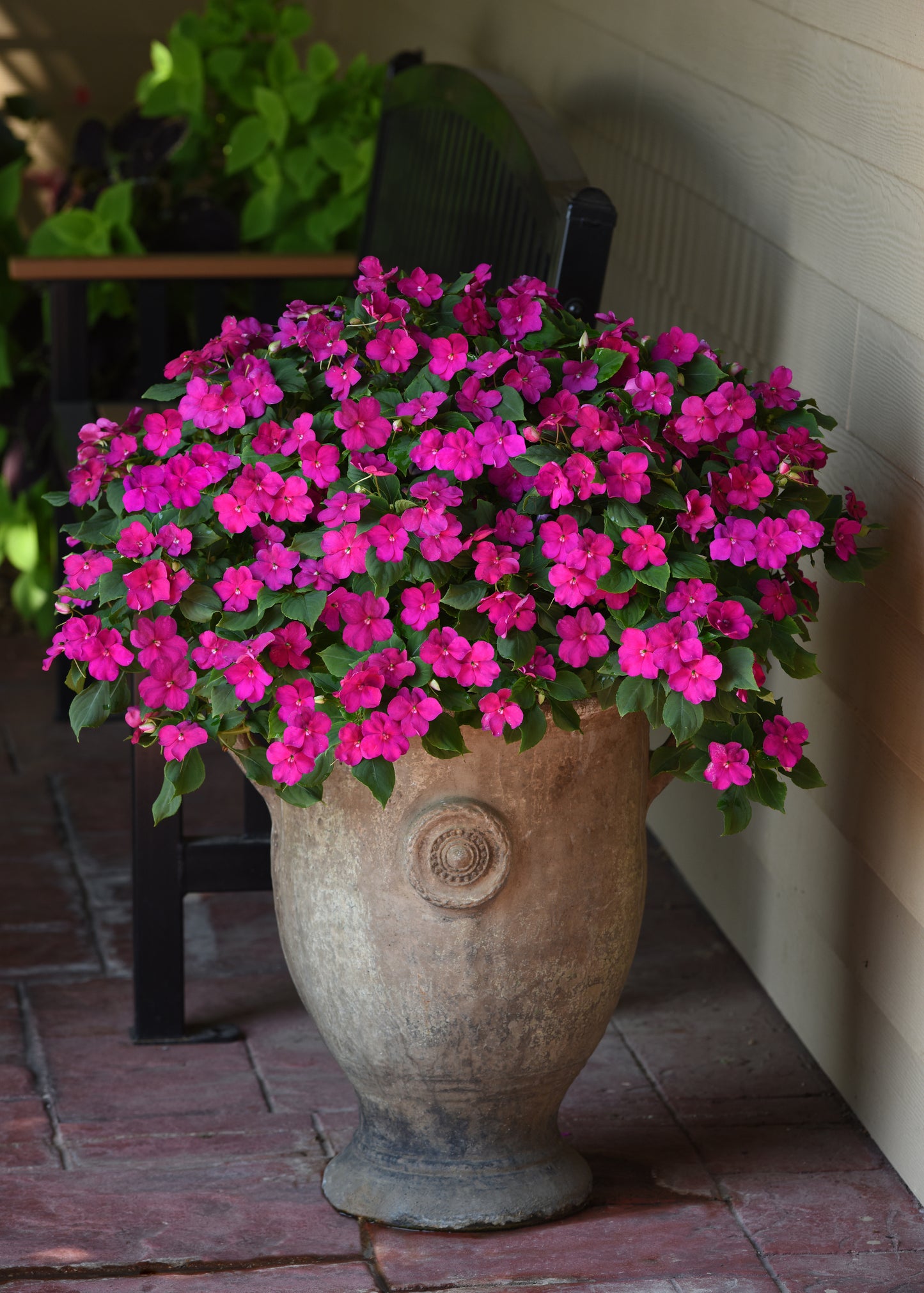 Impatiens Violet (3-pack)