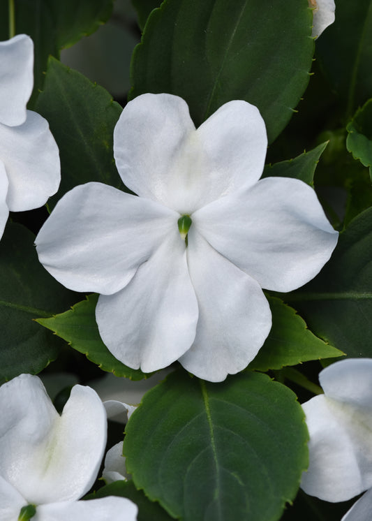 Impatiens White (3-pack)