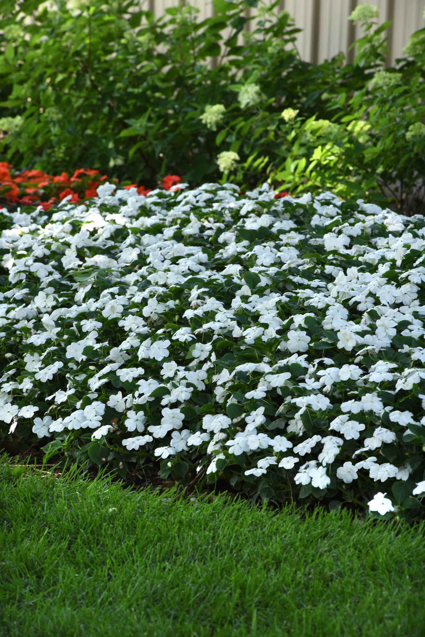 Impatiens White (3-pack)