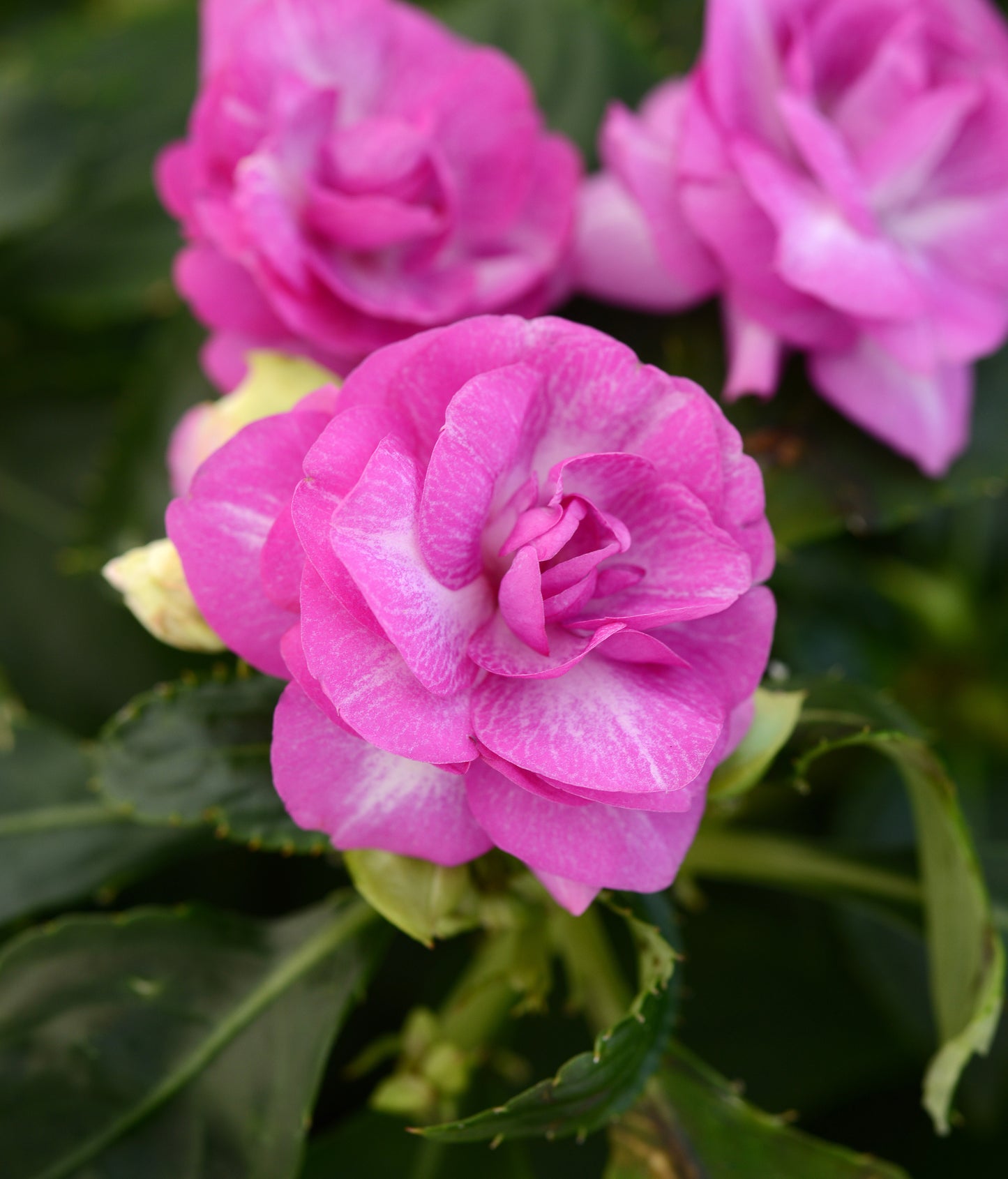 Double Impatiens Stardust Purple (5" orange pot)