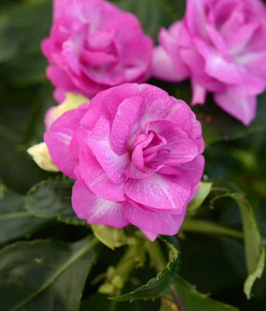 Double Impatiens Stardust Purple (5" orange pot)