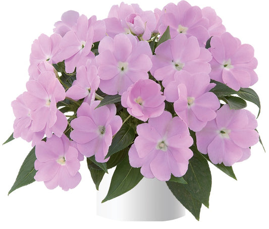 New Guinea Impatiens Lavender Pastel (5" orange pot)