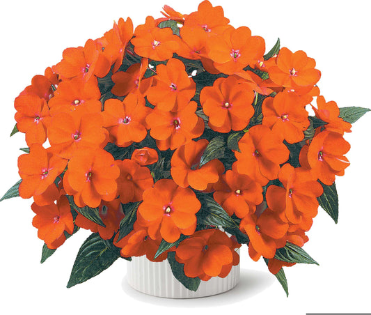 New Guinea Impatiens Orange Blaze (5" orange pot)