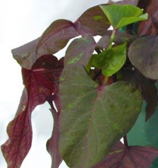 Ipomoea (Sweet Potato Vine) Ace of Spades (5" orange pot)