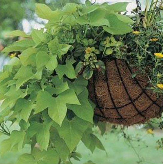 Ipomoea Marguerite (5" pot)