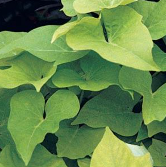 Ipomoea Marguerite (5" pot)