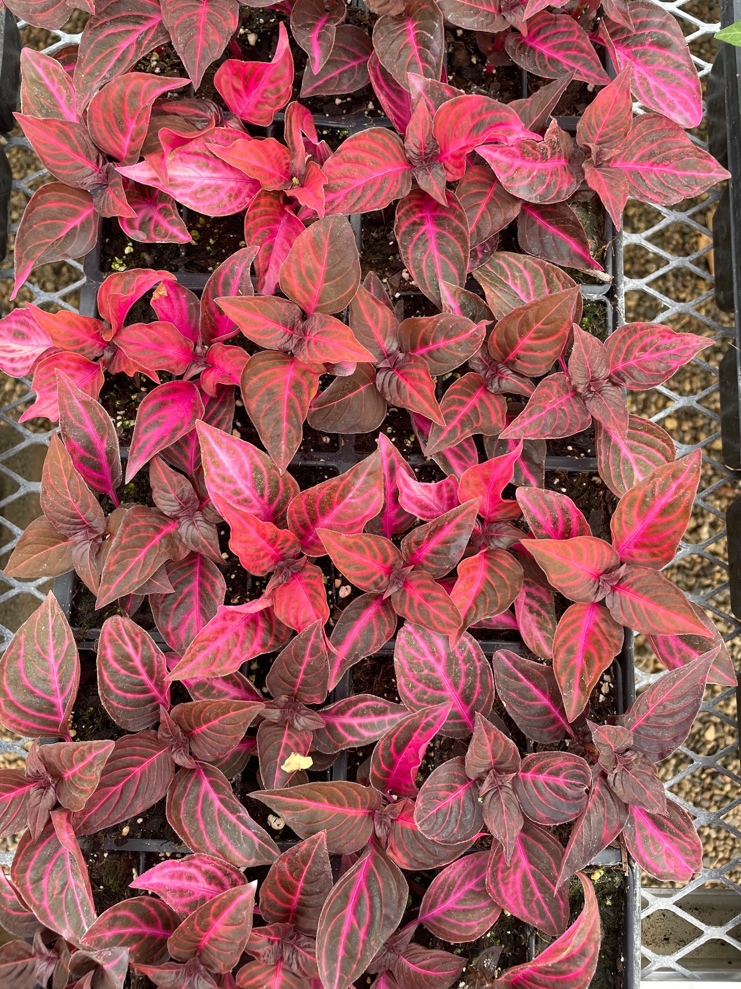 Iresine (5" pot)