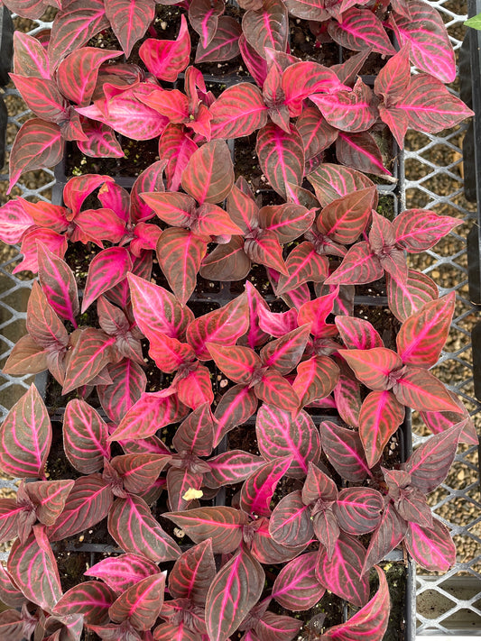 Iresine (5" pot)