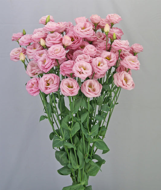 Lisianthus Pink (5" orange pot)