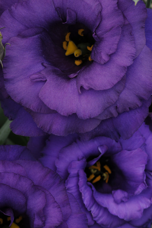 Lisianthus Blue (5" orange pot)