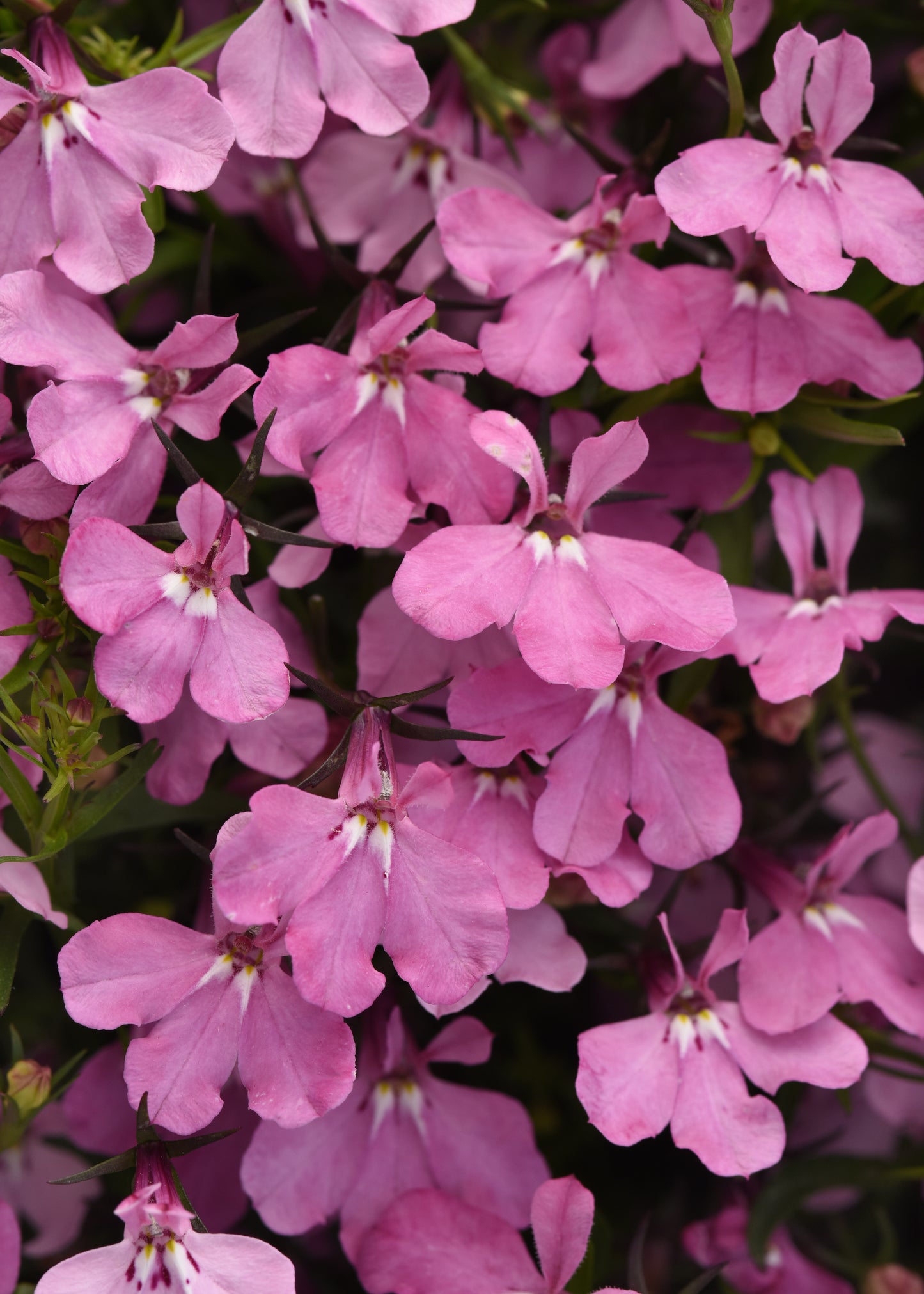 Lobelia Upright Pink (5" orange pot)