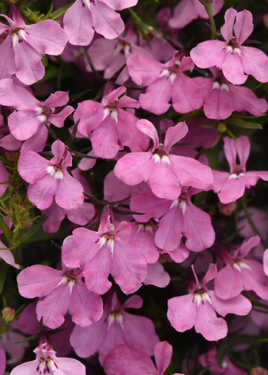 Lobelia Upright Pink (5" orange pot)