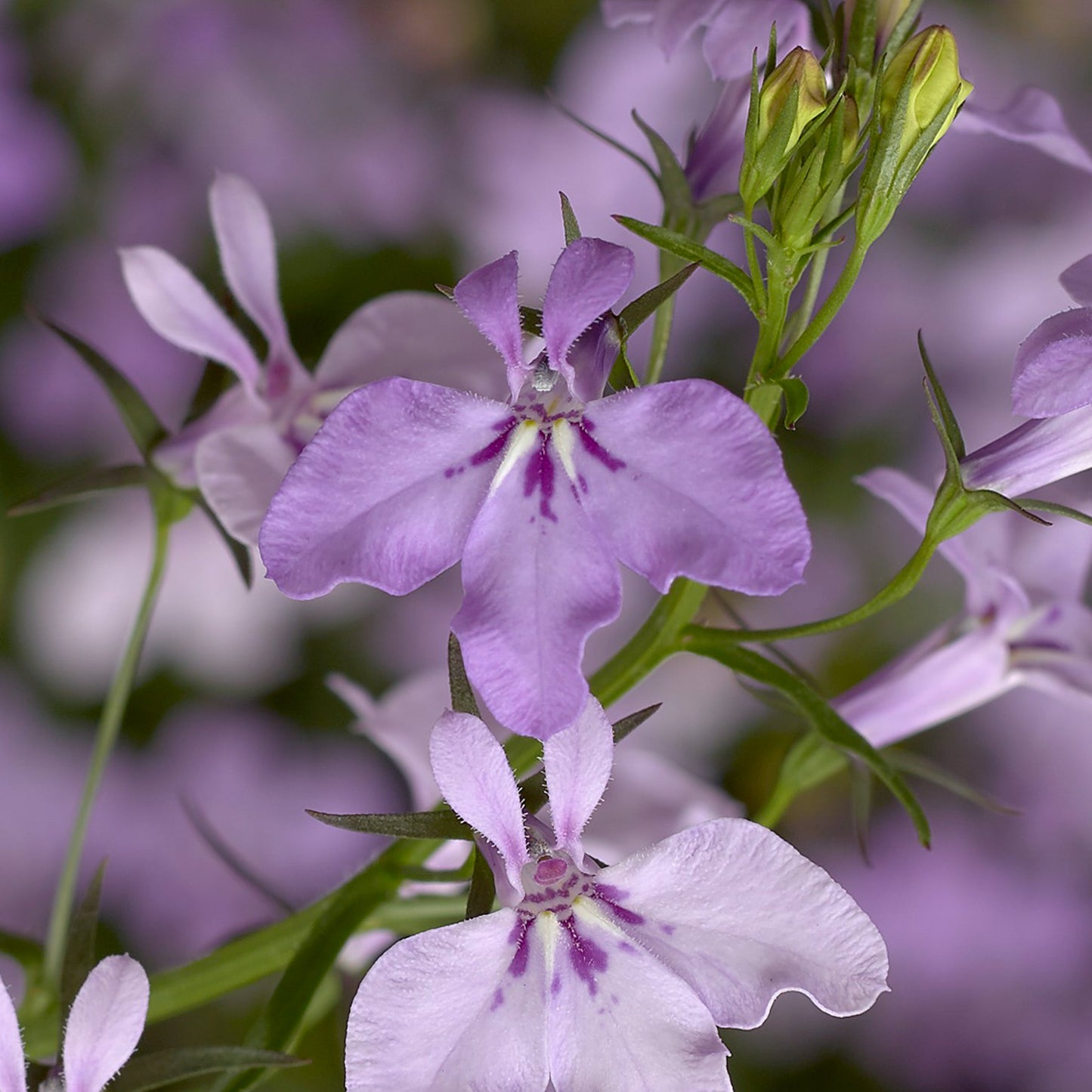 Lobelia Lilac (3-pack)