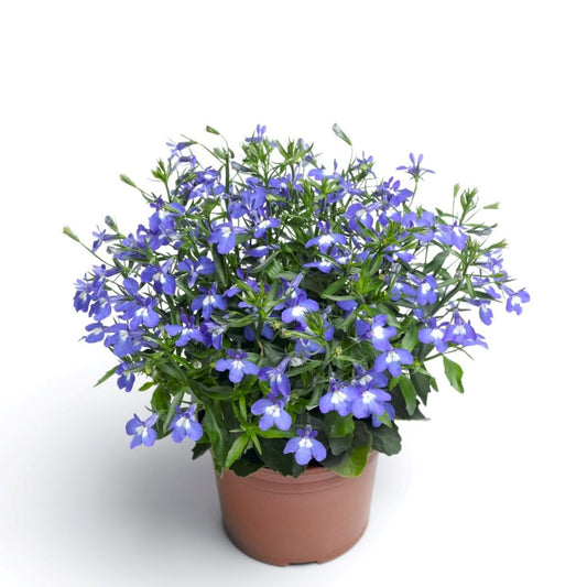 Lobelia Techno Upright Blue (5" orange pot)