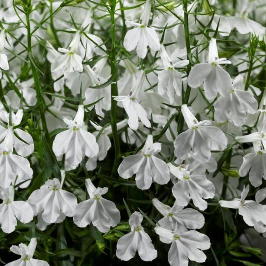Lobelia Upright White (5" pot)