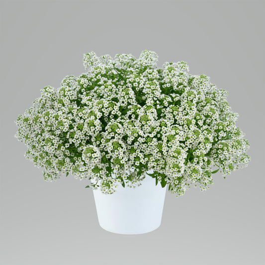 Lobularia Stream White (5" pot)