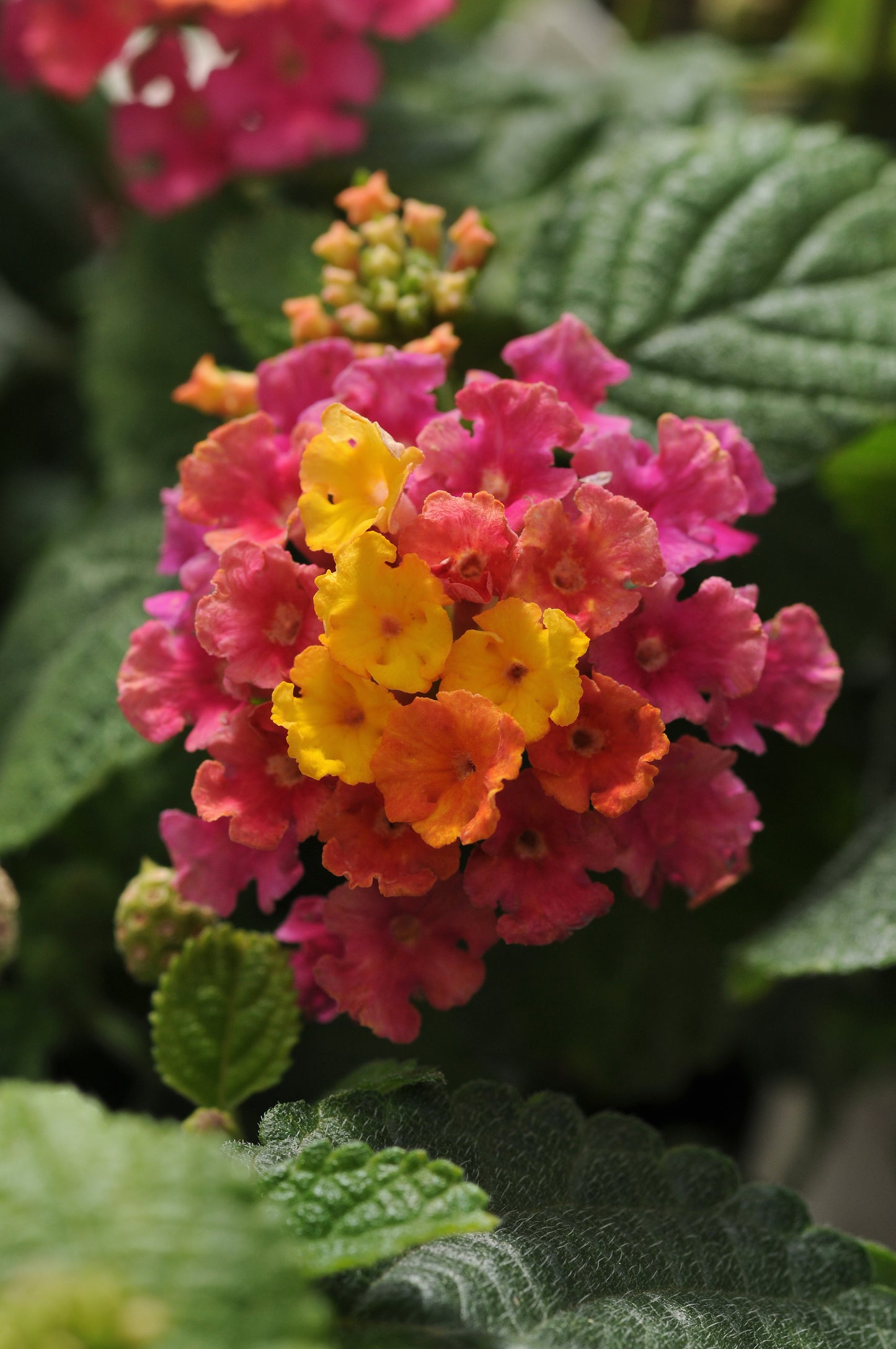 Lantana Little Lucky Hot Pink (5" pot)