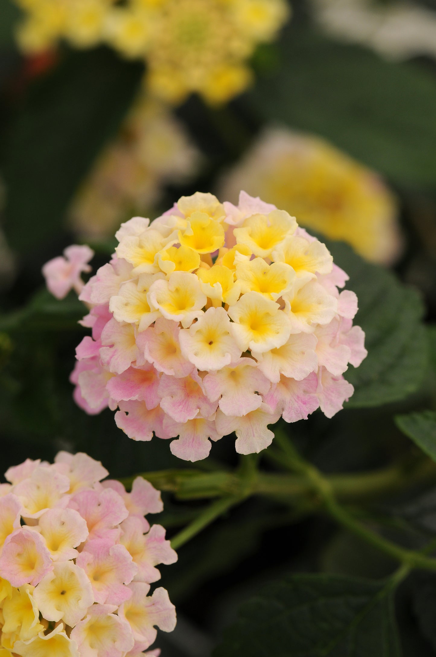Lantana Lucky Lavender (5" pot)