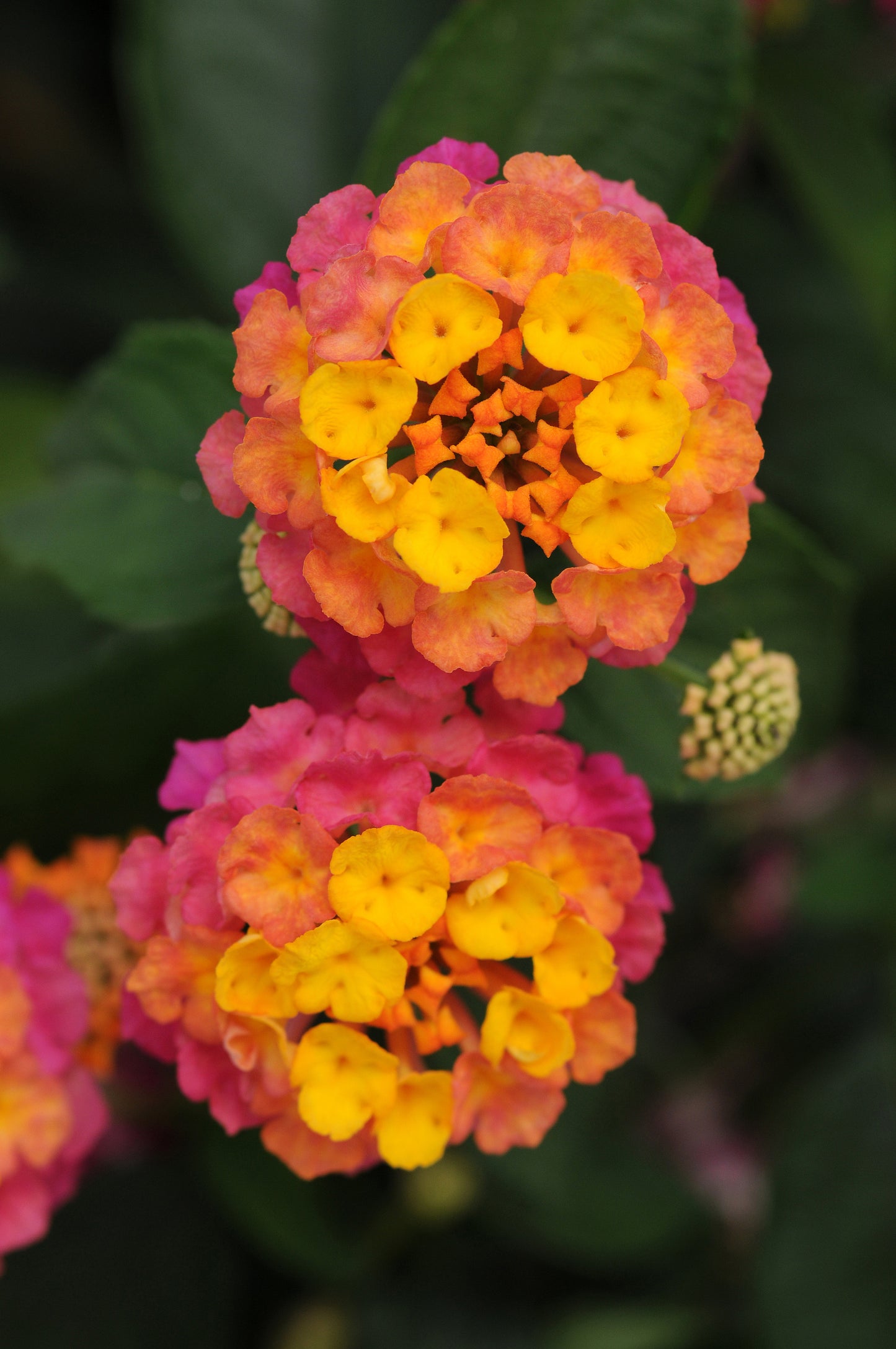 Lantana Lucky Sunrise Rose (5" pot)