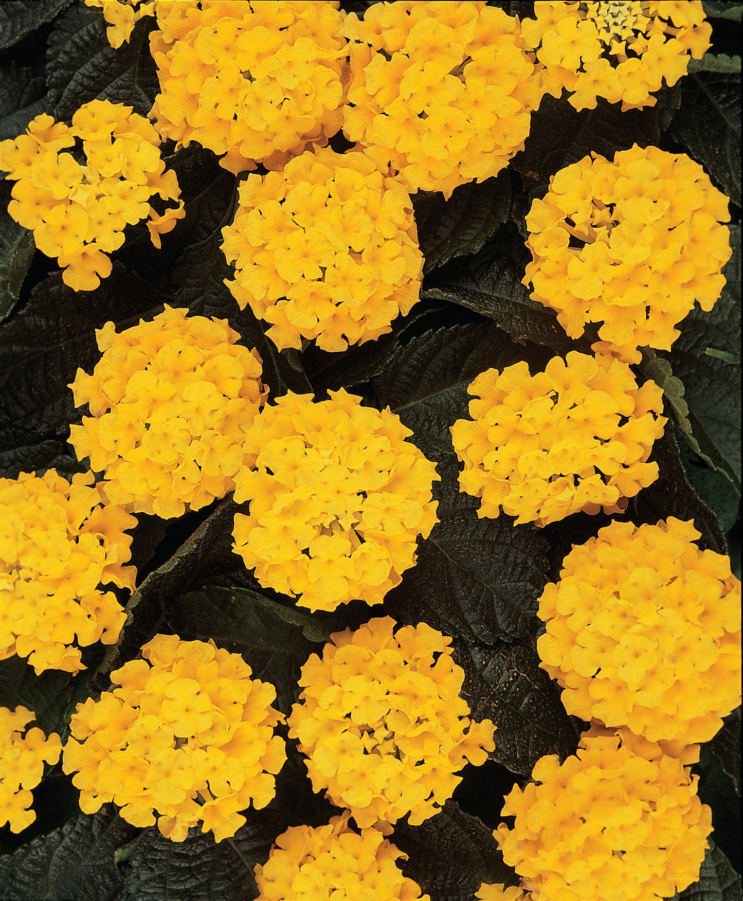 Lantana Lucky Yellow (5" pot)